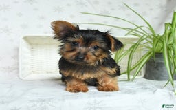 Yorkshire Terrier dogs for sale: Yorkshire Terrier 4 puppies - Image 4