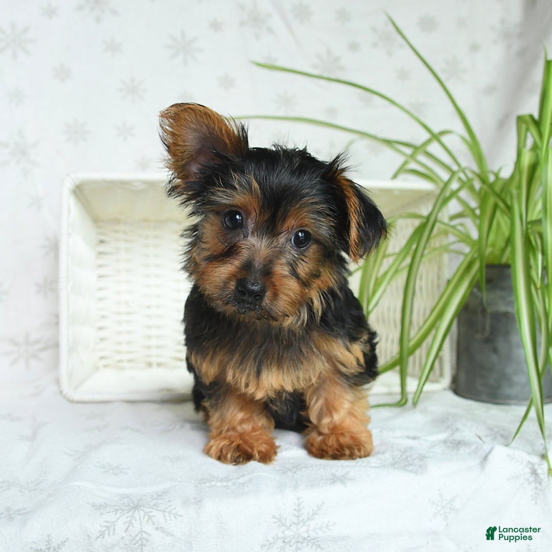 Yorkshire Terrier dogs for sale: Yorkshire Terrier 4 puppies - Image 4