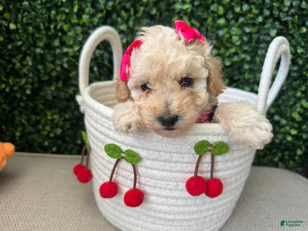Toy Poodle dogs for sale: Nala - Image 4