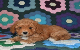 Miniature Poodle dogs for sale: Max - Image 1