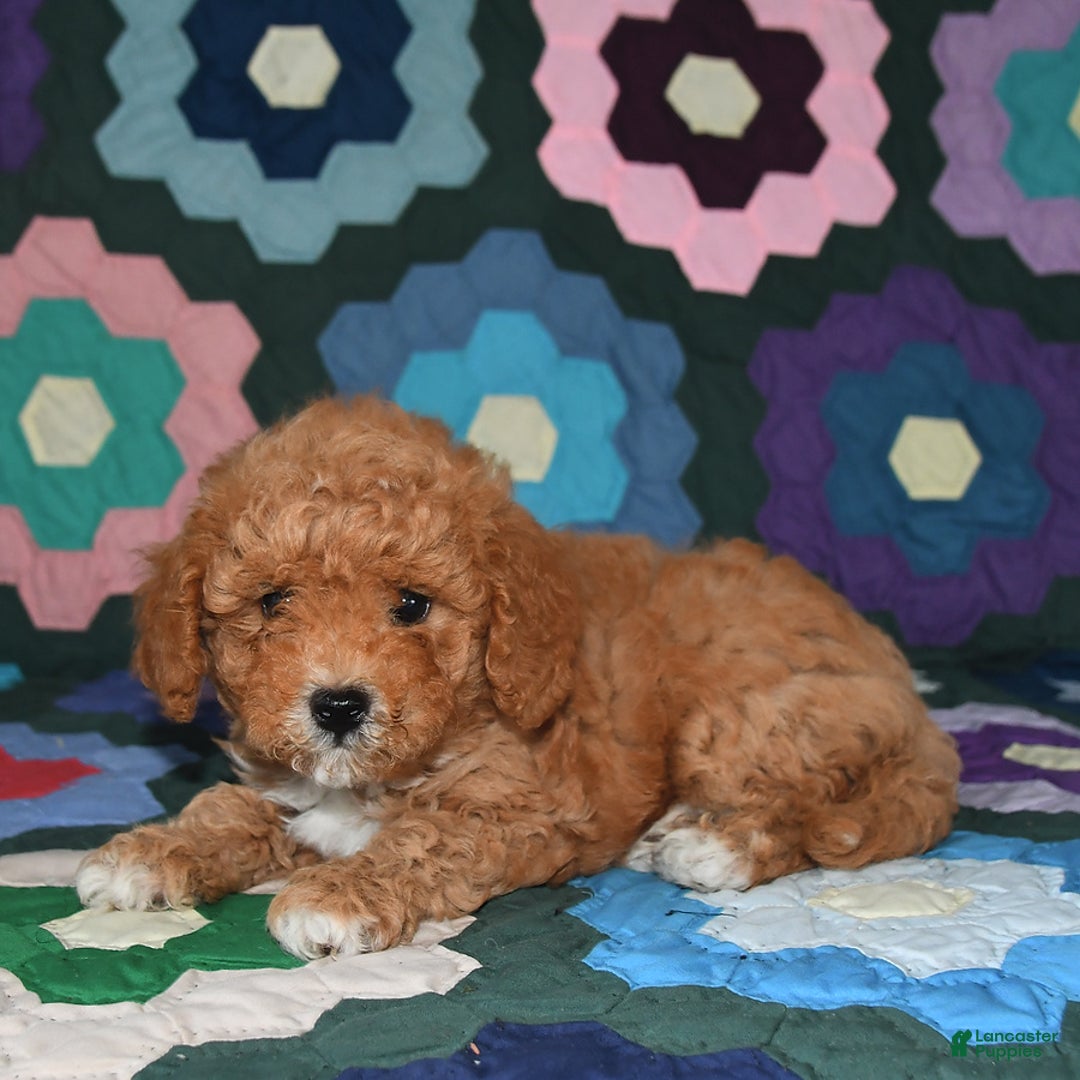 Miniature Poodle dogs for sale: Max - Image 1
