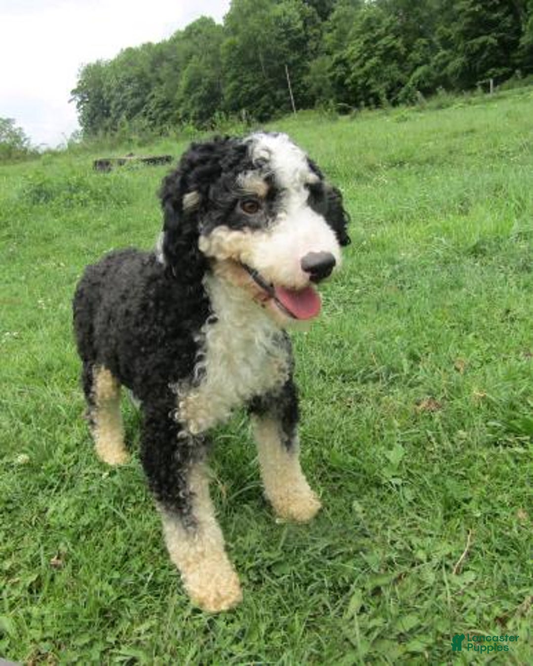 Mini Bernedoodle dogs for sale: Willow - Image 9