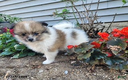 Pomeranian dogs for sale: Mackey - Image 5