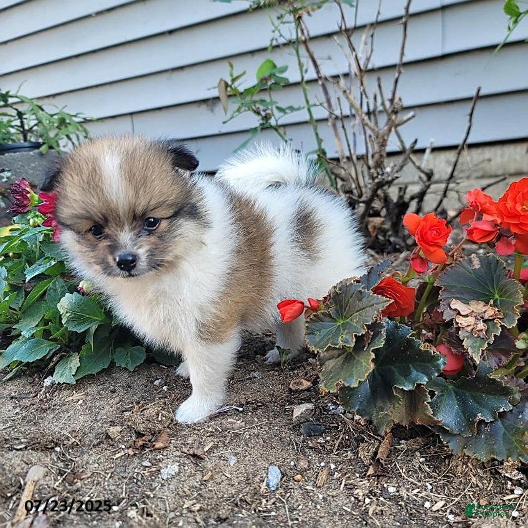 Pomeranian dogs for sale: Mackey - Image 5
