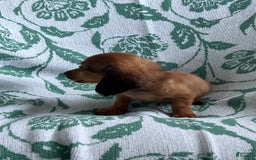 Dachshund dogs for sale: Donny Boy - Image 2