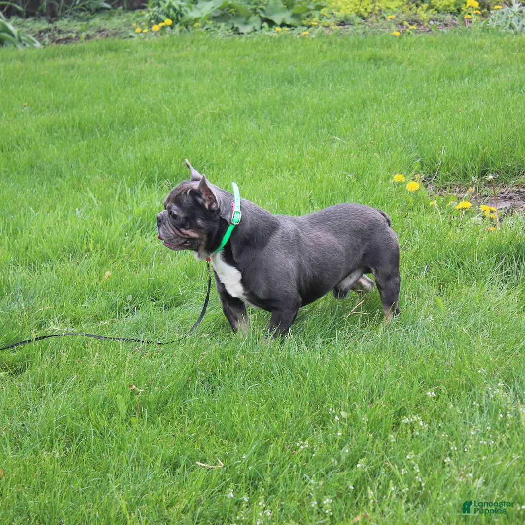 French Bulldog dogs for sale: Stiles - Image 14