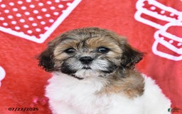 Teddy Bear dogs for sale: Hannah - Image 3