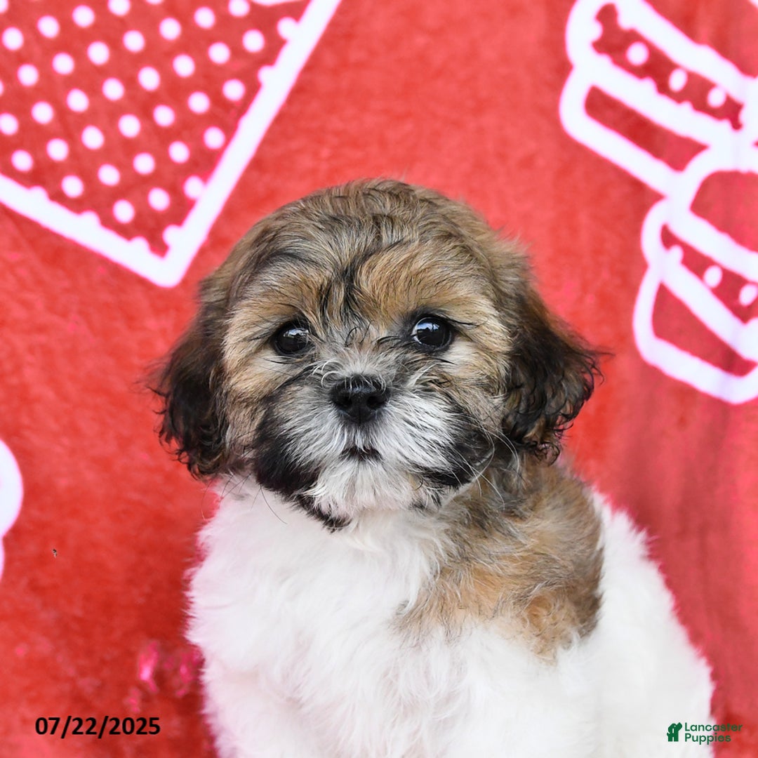 Teddy Bear dogs for sale: Hannah - Image 3