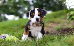 Beabull dogs for sale: Sally - Image 2
