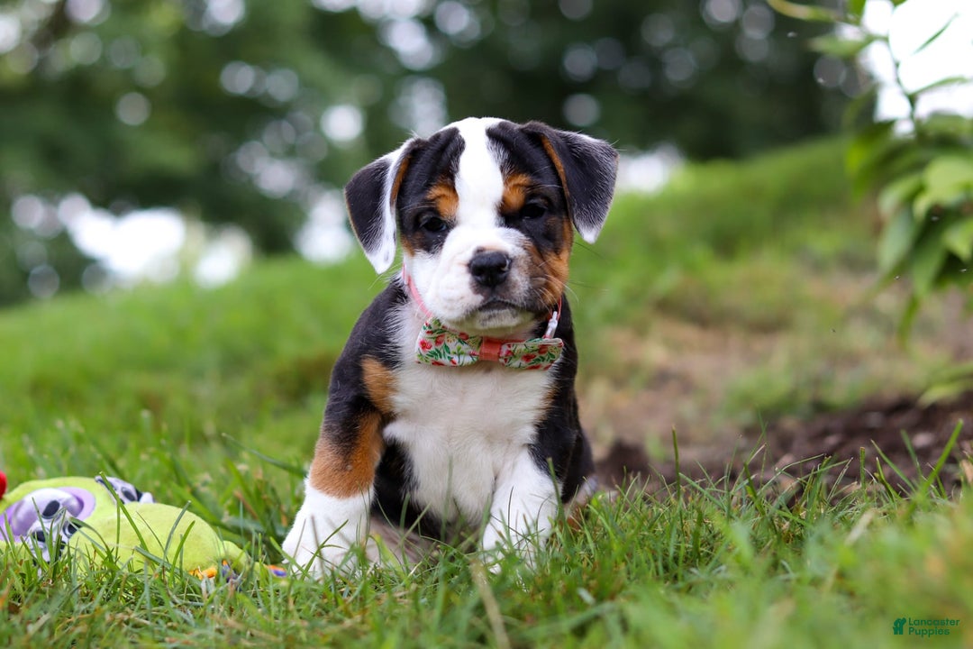 Beabull dogs for sale: Sally - Image 2