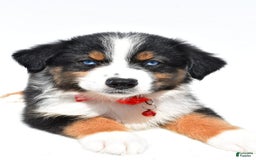 Australian Shepherd dogs for sale: Kylo - Image 7