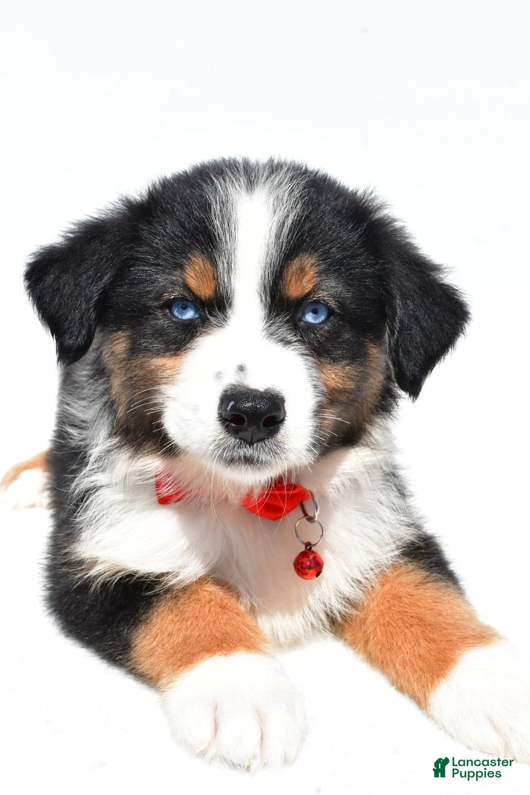 Australian Shepherd dogs for sale: Kylo - Image 7