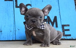 French Bulldog dogs for sale: Flint - Image 8