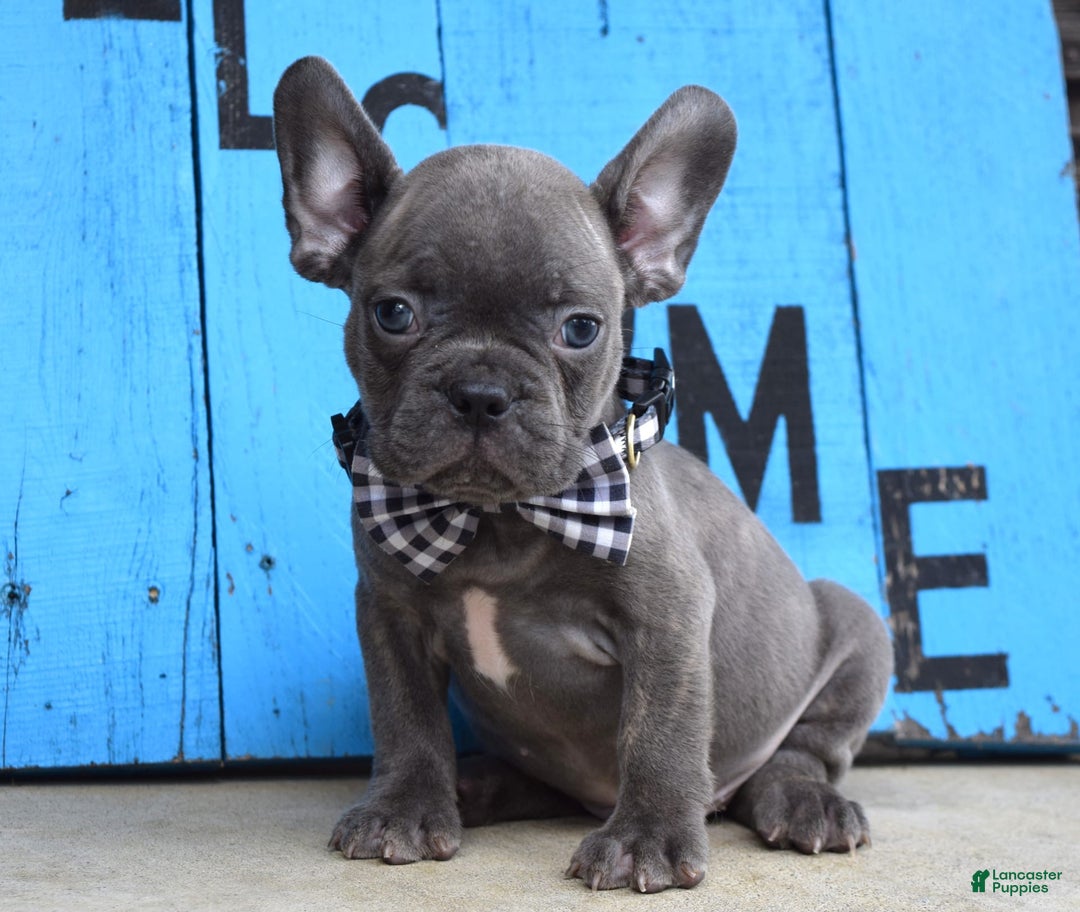 French Bulldog dogs for sale: Flint - Image 8