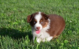Australian Shepherd dogs for sale: Polly - Image 5