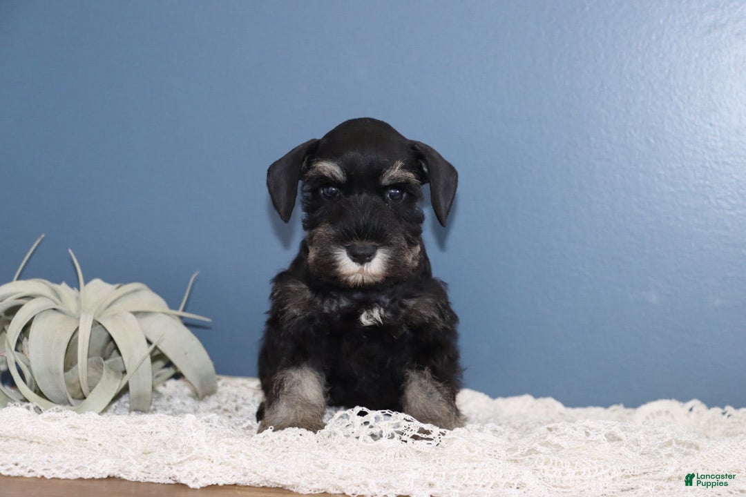 Miniature Schnauzer dogs for sale: Ava - Image 2