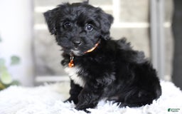 Yorkiepoo dogs for sale: Roo - Image 5