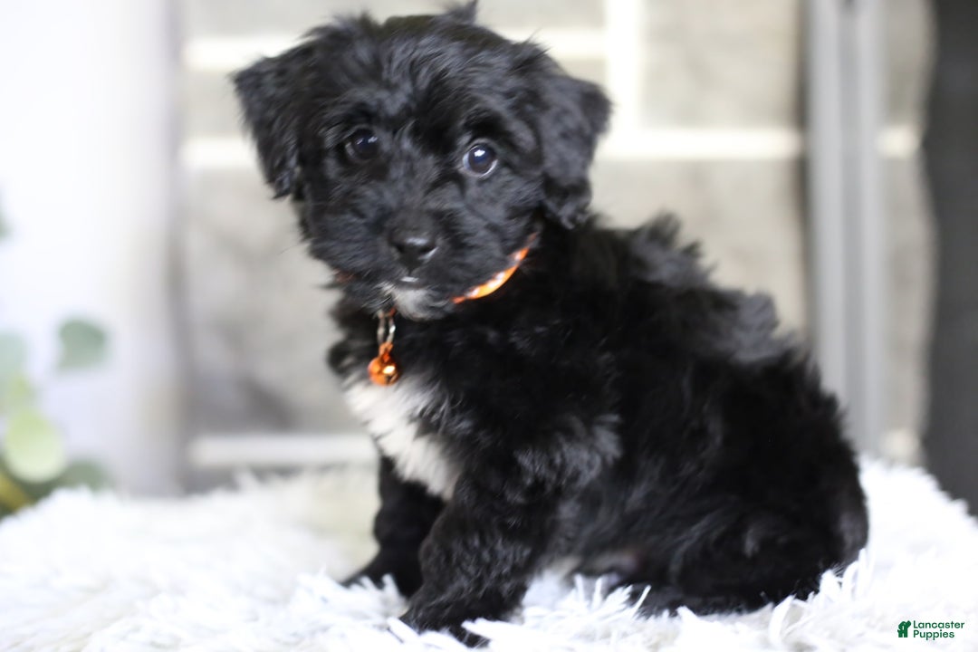 Yorkiepoo dogs for sale: Roo - Image 5