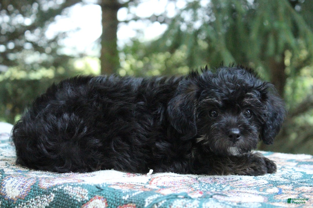 Miniature Poodle dogs for sale: Cocoa - Image 6