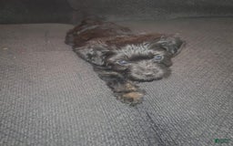 Miniature Schnauzer dogs for sale: Miniature Schnauzer 3 puppies - Image 1