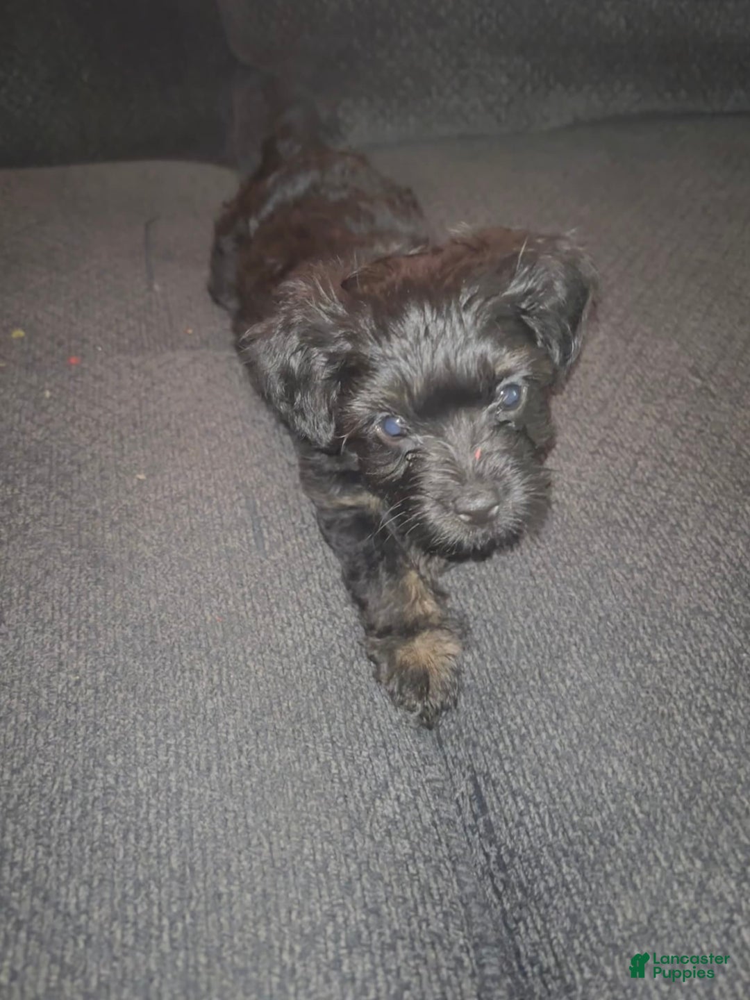 Miniature Schnauzer dogs for sale: Miniature Schnauzer 3 puppies - Image 1