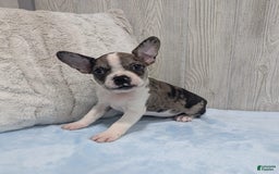 Frenchton dogs for sale: Heath - Image 4