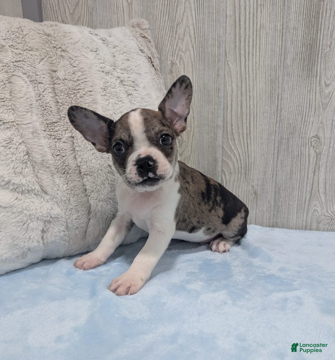 Frenchton dogs for sale: Heath - Image 4