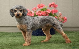 Mini Goldendoodle dogs for sale: Korina - Image 5