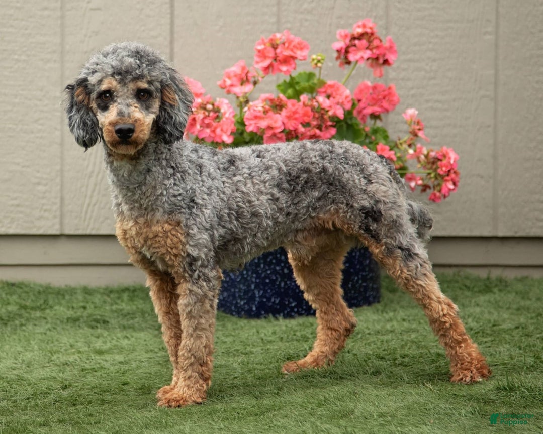 Mini Goldendoodle dogs for sale: Korina - Image 5