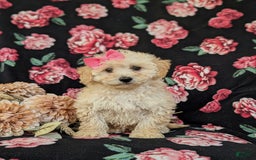 Miniature Poodle dogs for sale: Devanie - Image 4