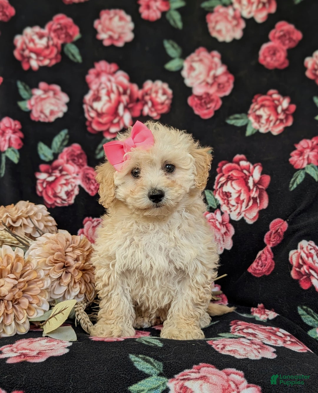 Miniature Poodle dogs for sale: Devanie - Image 4