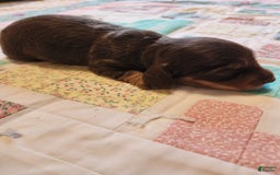 Miniature Dachshund dogs for sale: Casper - Image 17