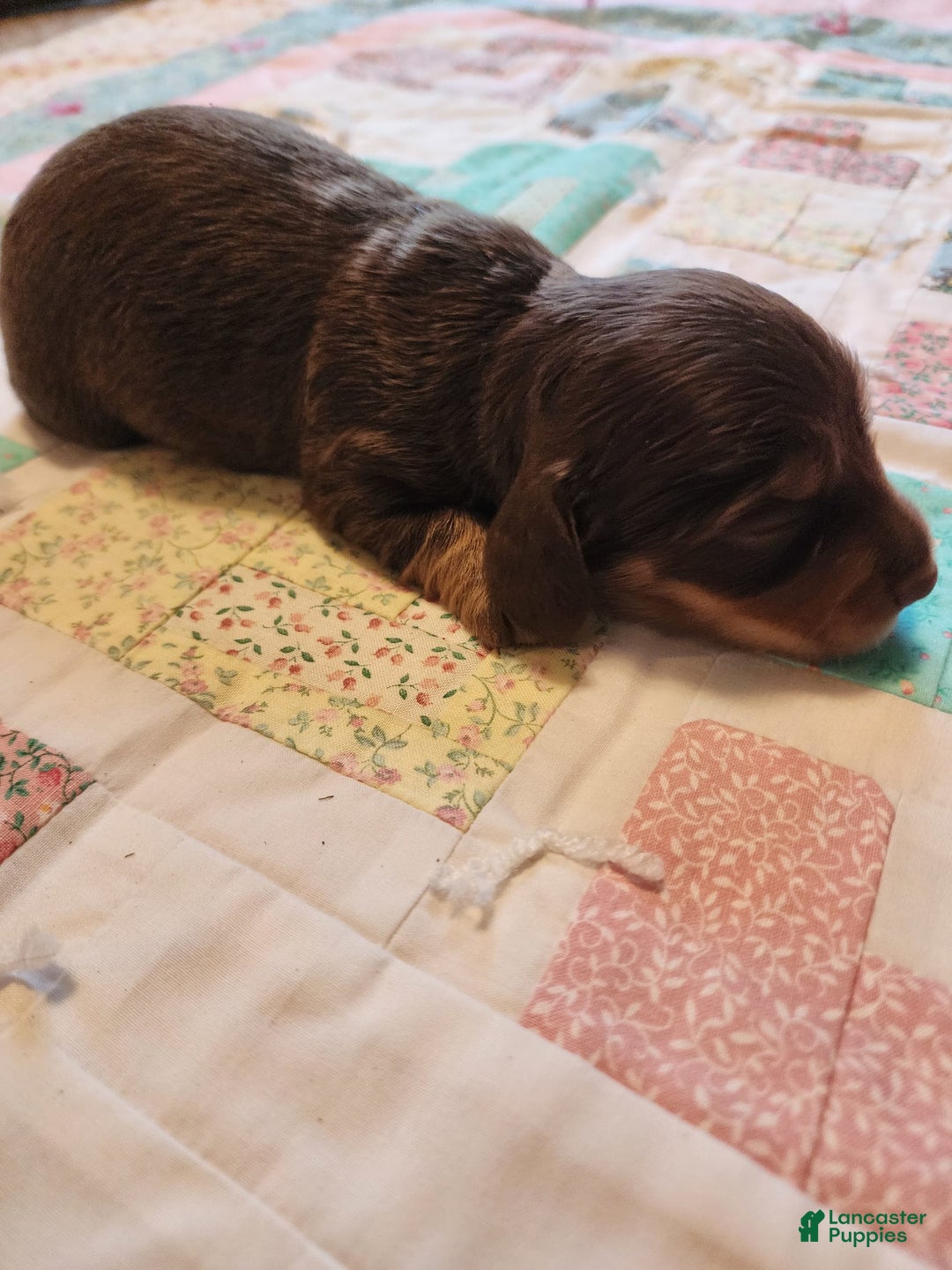 Miniature Dachshund dogs for sale: Casper - Image 17