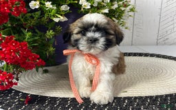 Shih Tzu dogs for sale: Cody - Image 3