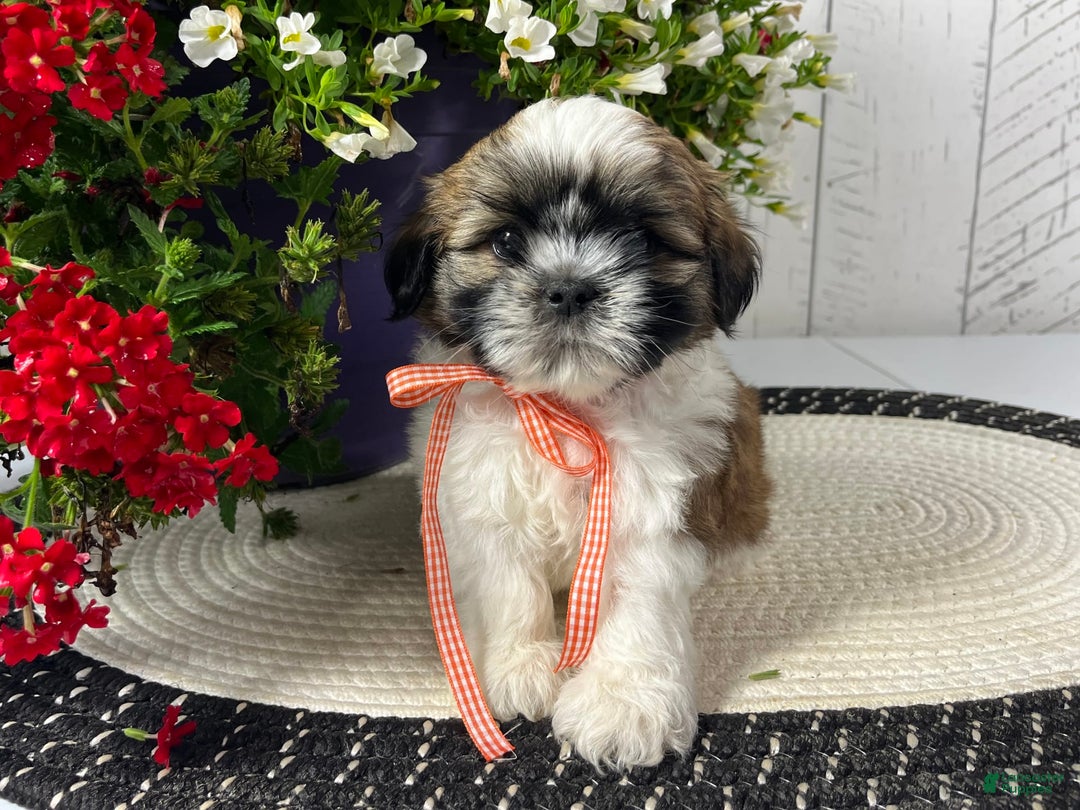 Shih Tzu dogs for sale: Cody - Image 3