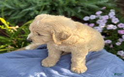 Goldendoodle dogs for sale: Justen - Image 10