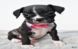 Boxer dogs for sale: Rowan - Image 3