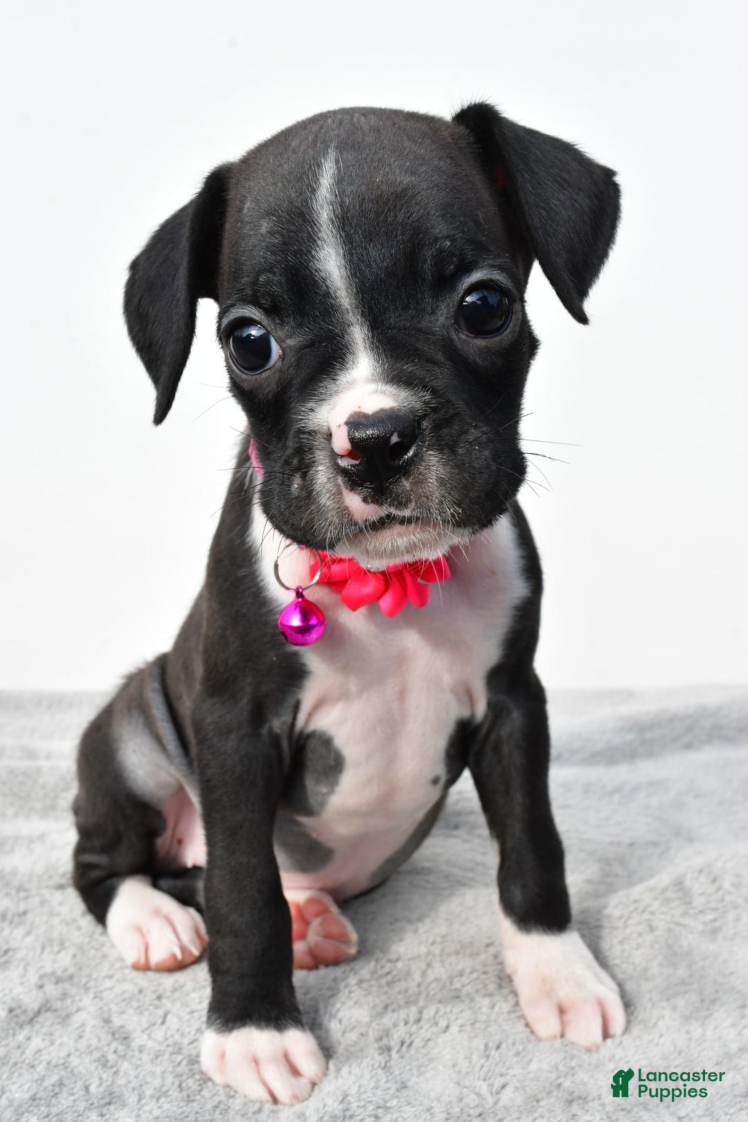 Boxer dogs for sale: Rowan - Image 3