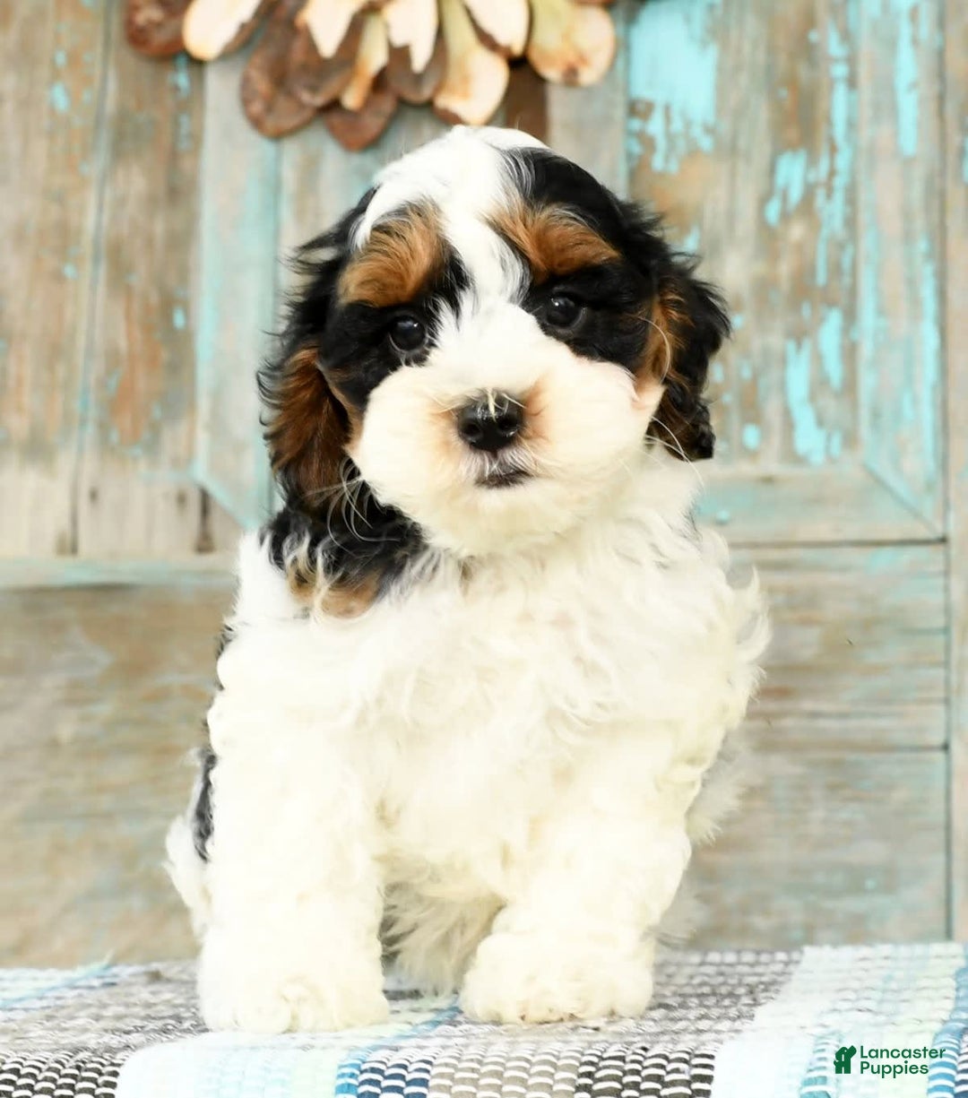 Cavapoo dogs for sale: Knight - Image 8