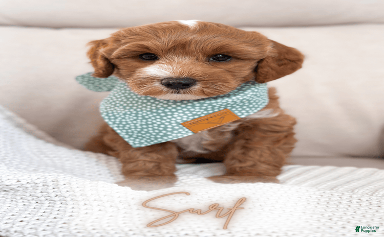 Mini Goldendoodle dogs for sale - Ad 4