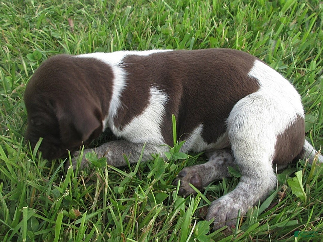 German Shorthaired Pointer dogs for sale: Chad - Image 3