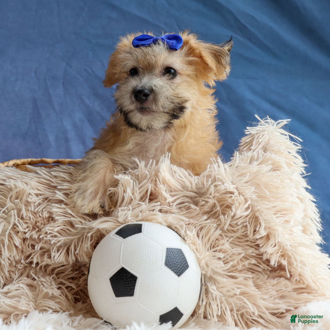 Yochon dogs for sale: Tobias - Image 14