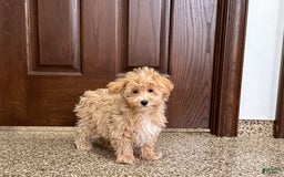 Maltipoo dogs for sale: Darling - Image 4