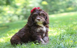 Cockapoo dogs for sale: Precious - Image 27