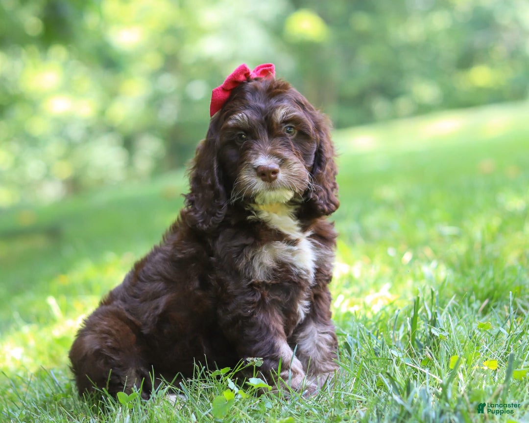 Cockapoo dogs for sale: Precious - Image 27