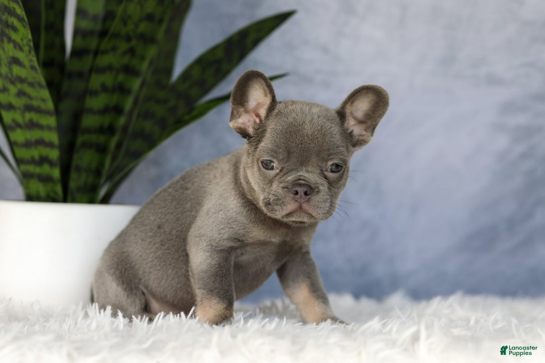 French Bulldog dogs for sale: Ember - Image 8