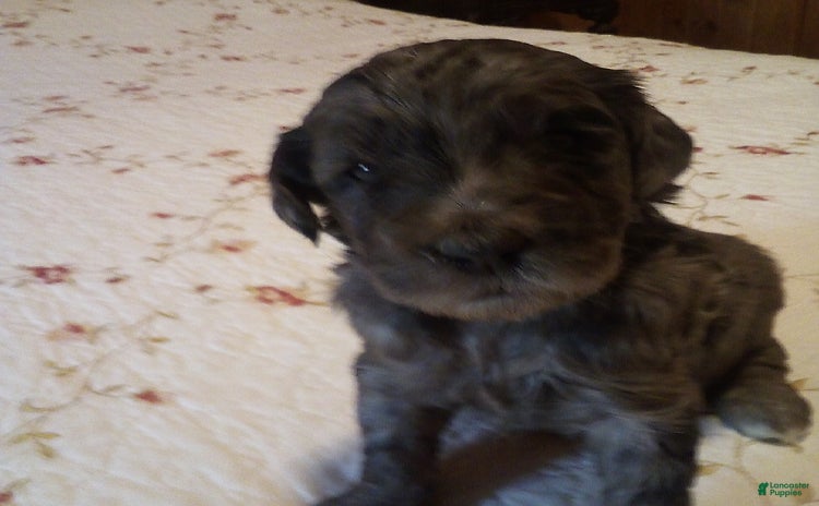 Goldendoodle dogs for sale - Ad 1