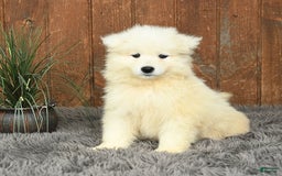 Samoyed dogs for sale: Daffodil - Image 2