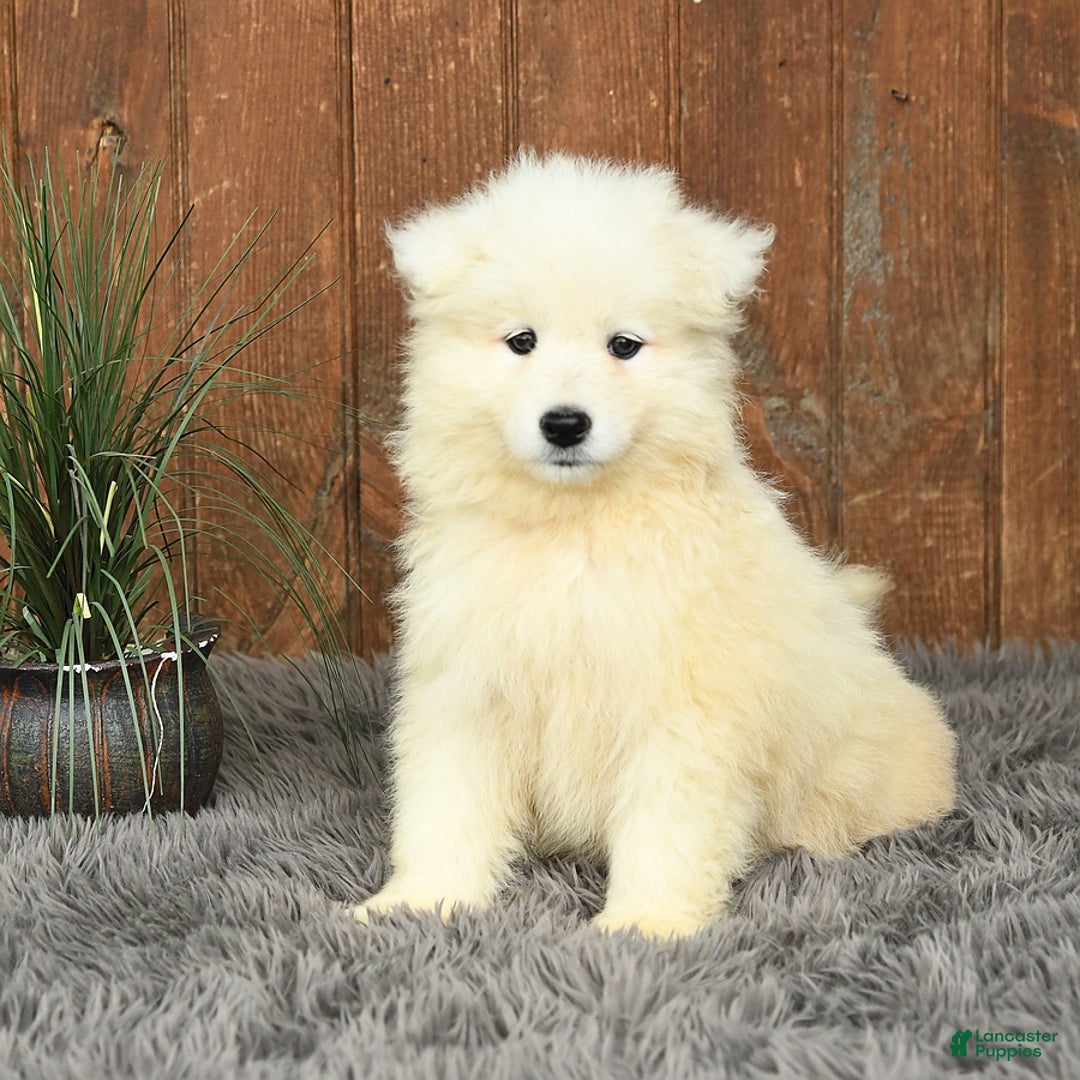 Samoyed dogs for sale: Daffodil - Image 2