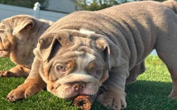 English Bulldog dogs for sale: Flo - Image 4